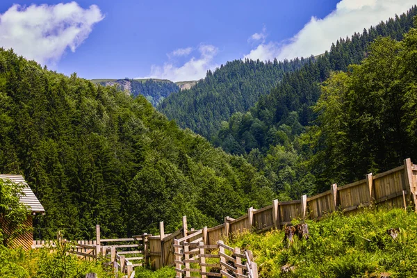 緑の森と川と美しい山の風景 — ストック写真