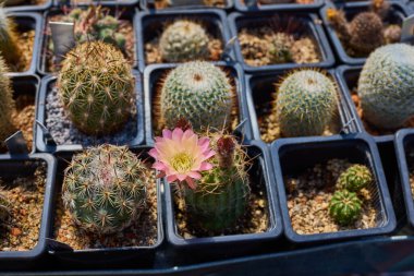 Küçük bir çiftlikteki çeşitli güzel kaktüsler.