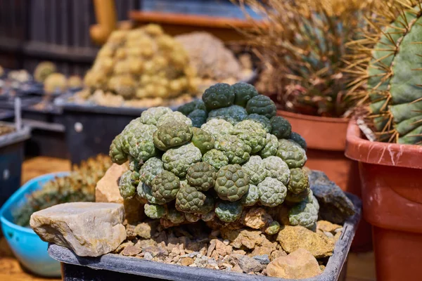 Una Variedad Hermosos Cactus Una Pequeña Granja —  Fotos de Stock