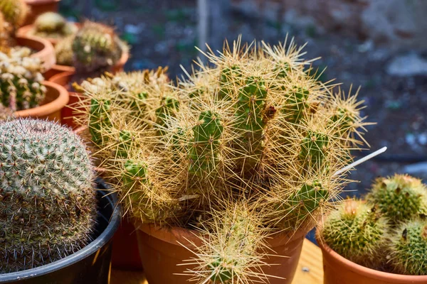 Variety Beautiful Cacti Small Farm — Stock Photo, Image