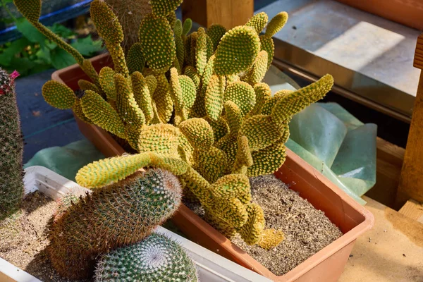 Variety Beautiful Cacti Small Farm — Stock Photo, Image