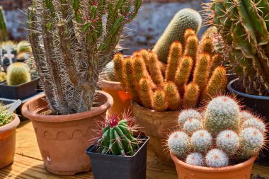 Küçük bir çiftlikteki çeşitli güzel kaktüsler.