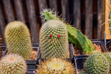 Küçük bir çiftlikteki çeşitli güzel kaktüsler.