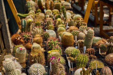 Küçük bir çiftlikteki çeşitli güzel kaktüsler.