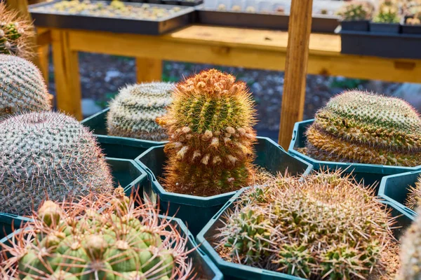 Variety Beautiful Cacti Small Farm — Stock Photo, Image