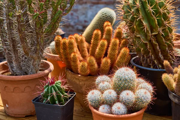 Variety Beautiful Cacti Small Farm — Stock Photo, Image