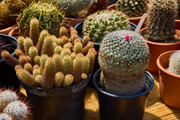 Variety Beautiful Cacti Small Farm — Stock Photo, Image