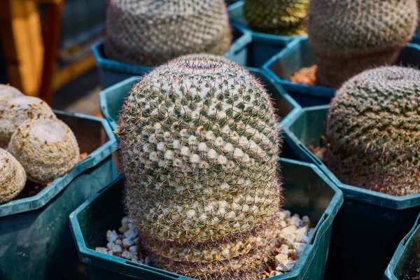 Variety Beautiful Cacti Small Farm — Stock Photo, Image