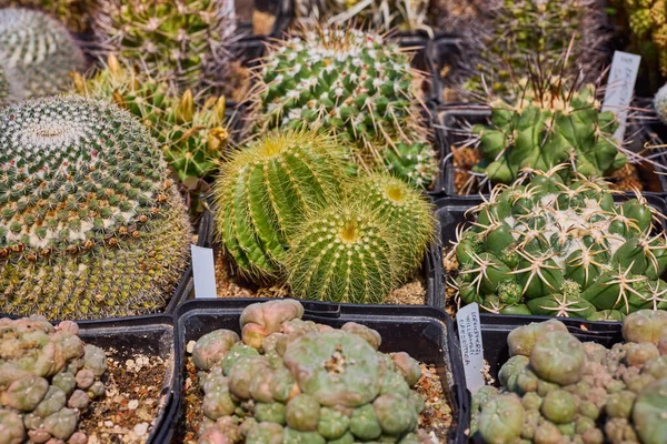 Különböző Gyönyörű Kaktuszok Egy Kis Gazdaságban — Stock Fotó