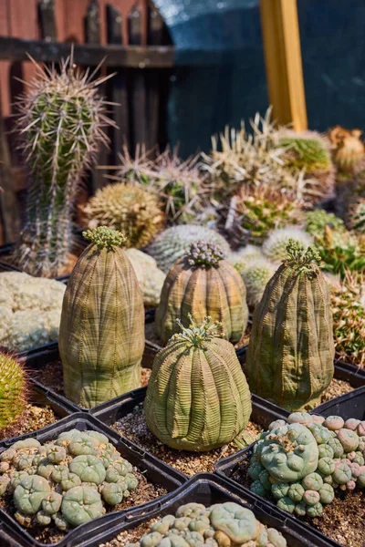 Una Variedad Hermosos Cactus Una Pequeña Granja —  Fotos de Stock