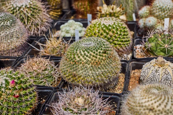 Variety Beautiful Cacti Small Farm — Stock Photo, Image