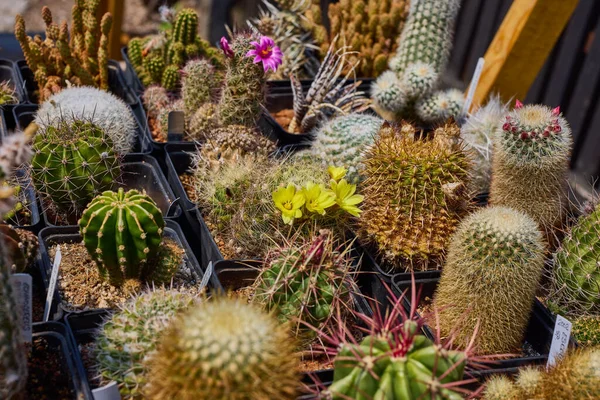 Une Variété Beaux Cactus Sur Une Petite Ferme — Photo