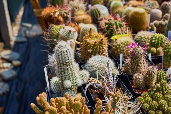 Variety Beautiful Cacti Small Farm — Stock Photo, Image