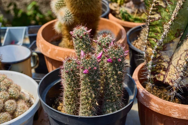 Variety Beautiful Cacti Small Farm — Stock Photo, Image