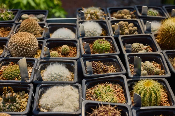 Variety Beautiful Cacti Small Farm — Stock Photo, Image