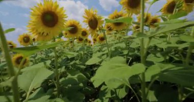 İlk insan manzarası, yaz ayçiçeği tarlasında yürüme, 4k 