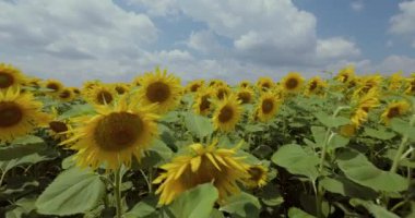 İlk insan manzarası, yaz ayçiçeği tarlasında yürüme, 4k 