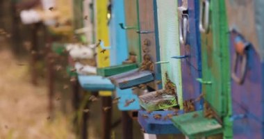 Arı sürüsü arı kovanına girer, bala polen toplar, yakın plan. Ağır çekimde çekmek.