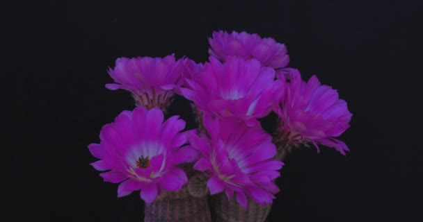 Flowering Cactus Rotates Black Background — Stock Video