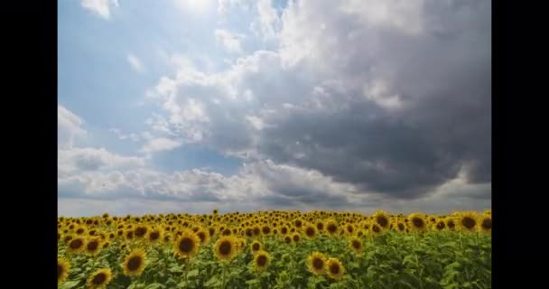 Fält Solrosor Och Blå Himmel Timelapse — Stockvideo