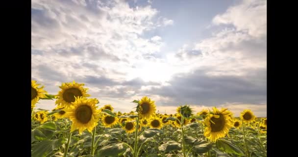 Summer Sunflower Field Sunrise Timelapse Time Lapse — Stock Video