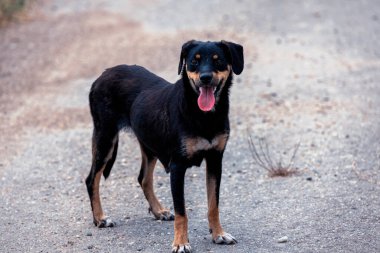 Terk edilmiş köpek sıcak bir yaz gününde yolda