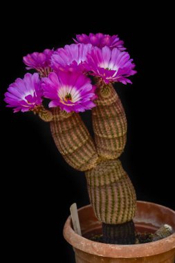 Siyah arka planda güzel ve renkli çiçekleri olan kaktüsler.