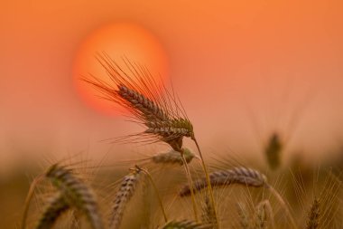 Eer of buğday. Akşam güneşinde siluet.