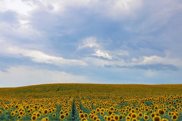 Paysage Avec Champ Agricole Tournesol Jour Été — Photo