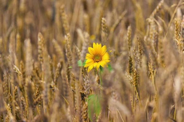 Girasol Florece Una Sola Flor Campo Trigo Fondo Brillante Colorido —  Fotos de Stock