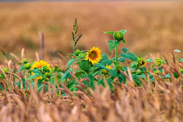 Zonnebloem Bloeit Een Enkele Bloem Een Tarweveld Heldere Kleurrijke Achtergrond — Stockfoto