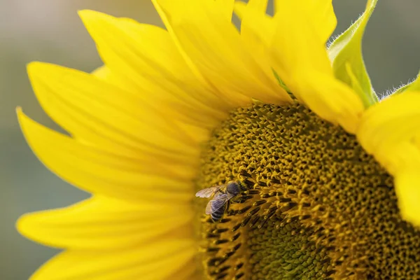 Včela Sbírá Nektar Slunečnice Oranžové Rozmazané Pozadí — Stock fotografie