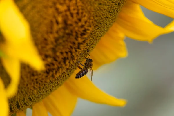 オレンジ色の背景にあるひまわりの花から蜜を集めます — ストック写真