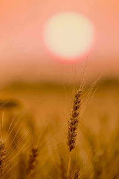 Weizeneier Silhouette Über Der Abendsonne — Stockfoto