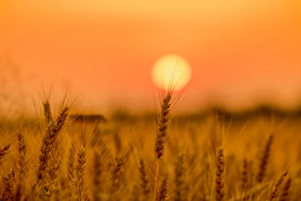 Weizeneier Silhouette Über Der Abendsonne — Stockfoto