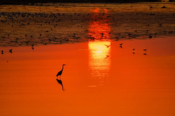 Wunderschöne Landschaft Mit Sonnenuntergang Auf Einem See Mit Vogelsilhouetten — Stockfoto