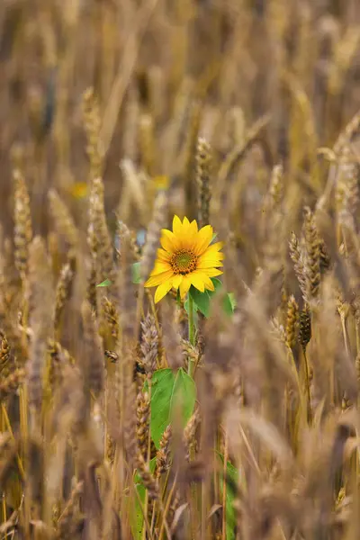 Sunflower Blooms Single Flower Wheat Field Bright Colorful Background Royalty Free Stock Photos