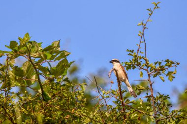 (Lanius collurio, Laniidae familyasından bir kuş türü.
