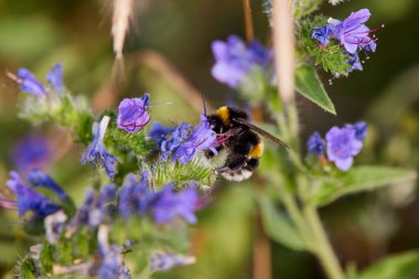 (Bombus), arı benzeri bir kızlık zarı cinsidir, ancak vücudu daha büyüktür ve siyah ve sarı çizgili kıllı bir vücudu vardır..