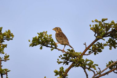 Bir ağaç dalında mısır kiraz kuşu (Miliaria calandra)