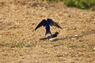 (Hirundo rustica (