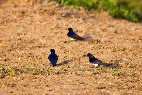 Hirundo Rustica Мігруючий Комахоїдний Птах Ордена Passeriidae — стокове фото