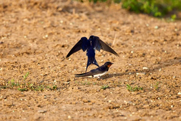 Hirundo Rustica Egy Vándorló Rovarevő Madár Rend Passeriformes — Stock Fotó