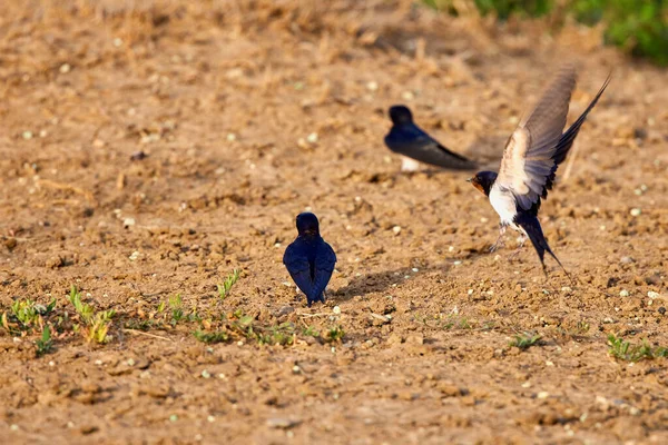 ヒルンド ルスティカ Hirundo Rustica パッセリフォルムスの渡り鳥 — ストック写真