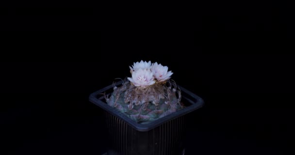 Flowering Cactus Rotates Black Background — Stock Video