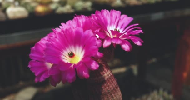 Images Small Greenhouse Cacti Focus Defocus Plants — Stock Video