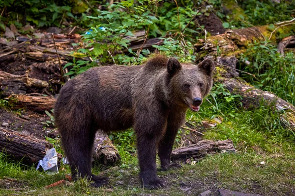 Brown Bear Freedom More More Frequent Appearances Populated Places Romania — Stock Photo, Image