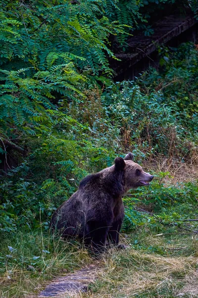 Oso Pardo Libertad Apariciones Cada Vez Más Frecuentes Lugares Poblados —  Fotos de Stock