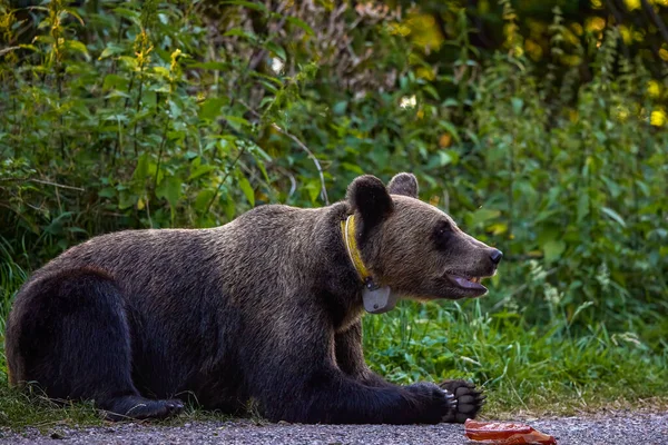 Oso Pardo Libertad Apariciones Cada Vez Más Frecuentes Lugares Poblados — Foto de Stock