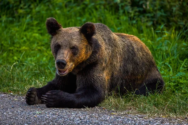 Oso Pardo Libertad Apariciones Cada Vez Más Frecuentes Lugares Poblados —  Fotos de Stock